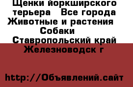 Щенки йоркширского терьера - Все города Животные и растения » Собаки   . Ставропольский край,Железноводск г.